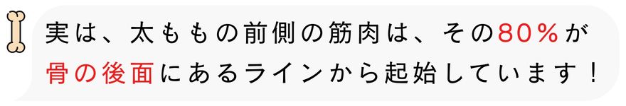 実は、太ももの前側の筋肉は、その80%が　　 　骨の後面にあるラインから起始しています！